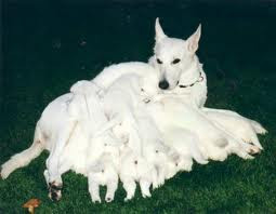 White German Shepherd Puppies (American White Shepherd) from ...