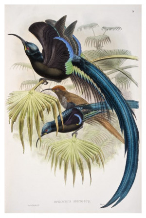 ... , Art and Discovery of the Birds of Paradise with Rare Archival Art