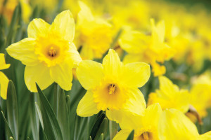 ... is near is the annual Daffodil Day in historic Bell Buckle, Tenn