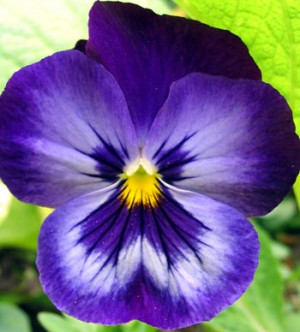 Image of Pansy