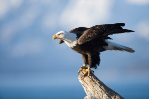Natural Habitat: B ald Eagles live near large bodies of open water ...