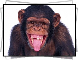 Funny Monkey, Monkey