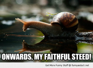 funny snails funny snails funny snails most people see them
