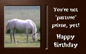 White Horses in field eating grass, You're not pasture prime yet ...