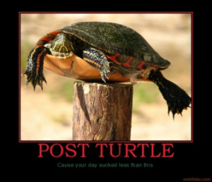 POST TURTLE - Cause your day sucked less than this.
