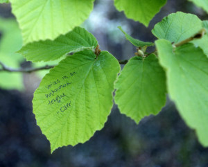 Creek Park writing poetry on the leaves 2000 2001 diana lynn thompson