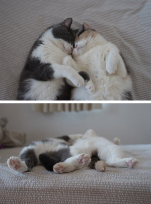 cuddle buddies