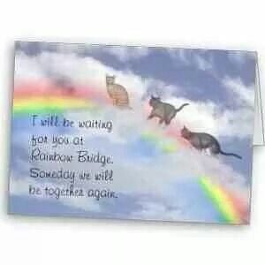 ll be waiting for you at Rainbow Bridge ... kitty cats