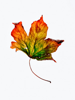 The Chemistry of Fall Leaves