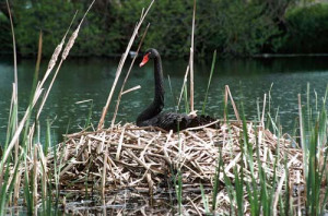 Black Swan Nest