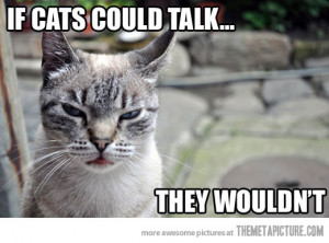 Funny photos funny angry cat meme