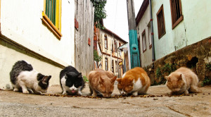Five cats in a row eating cat food off a street in a narrow city alley