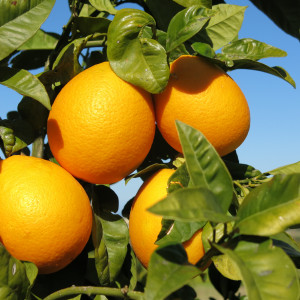 Orange tree, Cyprus