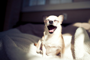 chihuahua, cute, dog, funny, joy, laugh, lol, morning, sleepy