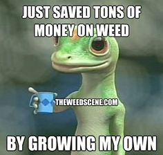 Just saved tons of money on weed www.thehighlife42... More