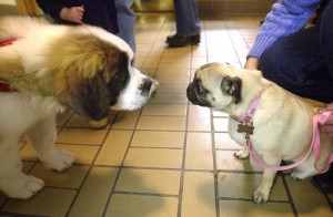 Cute puppies, 2001