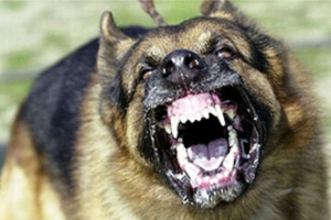 Top 15 Most Dangerous Dog Breeds In The World