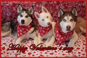 Siberian husky Valentine's day