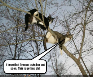 funny-pictures-cats-are-stuck-in-a-tree-for-you.jpg