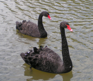 Cherry Picking, Black Swans and Falsifiability
