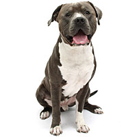 about the american pit bull terrier a bulldog terrier cross