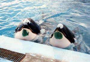 fuckyeahkillerwhales:Yes, these killer whales have paint on their ...