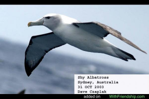 Shy Albatross Wallpaper