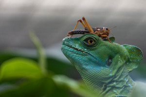 Exotic Reptile Pets If you have a pet reptile that