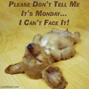 dont tell me its monday funny quotes cute puppy monday days of the ...