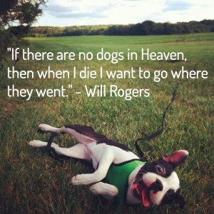 13 Loss of a Dog Quotes: Comforting Words After Losing a Dog