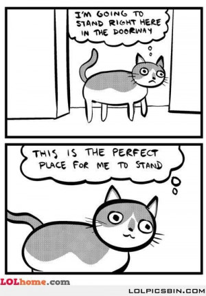That annoying thing about cats