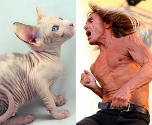 Animals who look like famous people