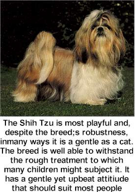 Shih Tzu Dog Picture