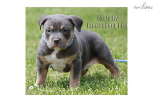 Related Pictures ukc pr american pit bull terriers