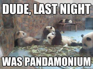 funny panda pictures