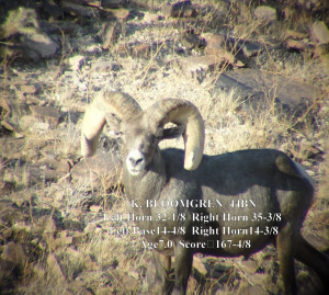 CLICK HERE TO SEE MORE DESESRT BIGHORN SHEEP FIELD JUDGING POSTS