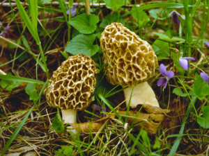 Related Pictures about the morel mushroom season