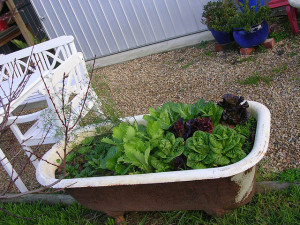 ... can house a herb, veggie, salad or water garden | The Micro Gardener