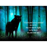 animal rights quotes 17 animal rights quotes animal rights funny ...
