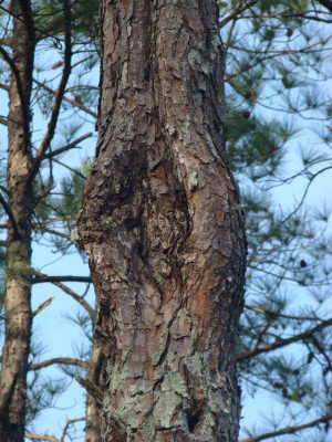 Pine Tree Canker Disease