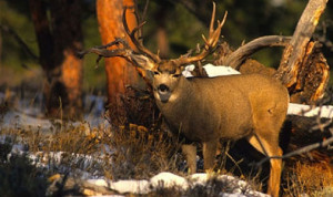 Related Pictures whitetail deer winter image whitetail deer winter ...