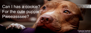 Pitbull Puppy :) Profile Facebook Covers