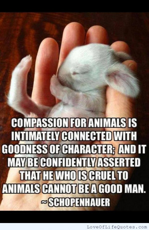 Schopenhauer quote on compassion - Love of Life Quotes