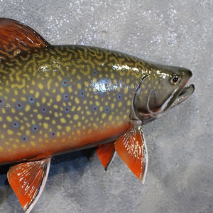 Brook Trout Taxidermy