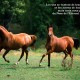 Horse Quotes With Pictures: The Two Of Horse Running In A Horse Quotes ...