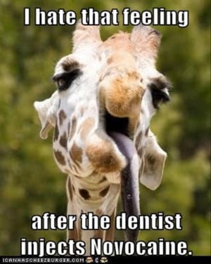 Dentists Funny Pictures Of Animals Photos