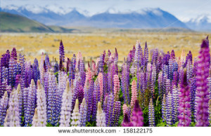Majestic lupins blooming in the mountain - stock photo