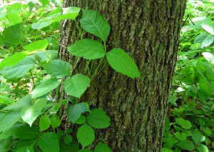 Common Name: Poison Ivy , 