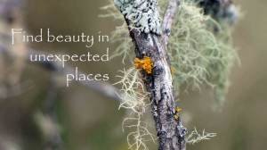 find beauty...