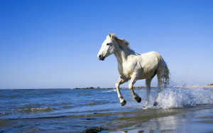 White horse beach Wallpapers Pictures Photos Images